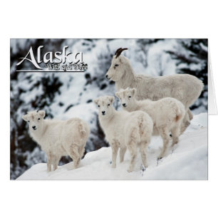 Alaska Wild and Free