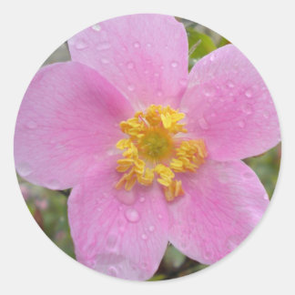 Alaska Wild Rose Classic Round Sticker