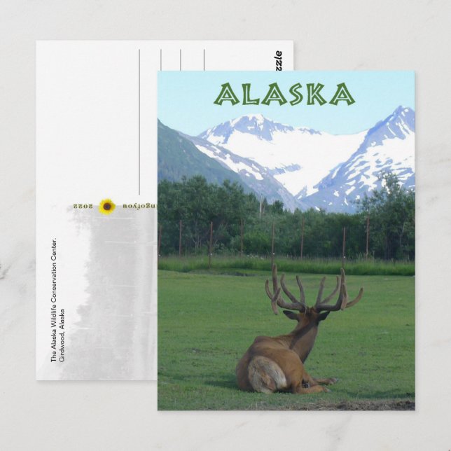 Alaska Wildlife Conservation Centre -  Postcard (Front/Back)