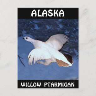 Alaska Willow Ptarmigan Postcard