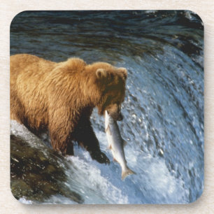 Alaskan Brown Bear Catching Salmon at Brooks Coaster