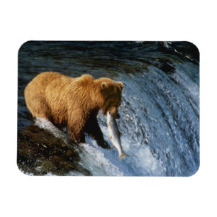 Alaskan Brown Bear Catching Salmon at Brooks Magnet