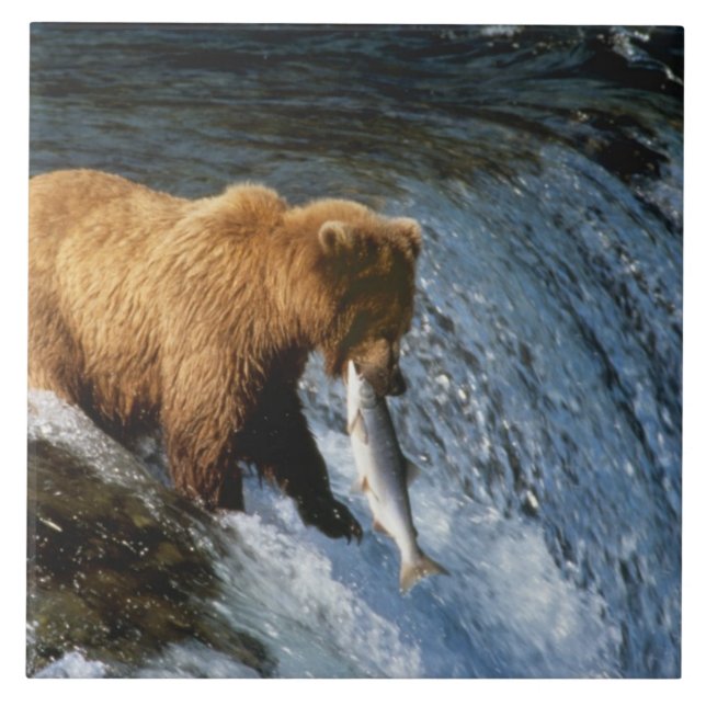 Alaskan Brown Bear Catching Salmon at Brooks Tile (Front)