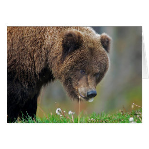 Alaskan Brown Bear Eating Dandelion
