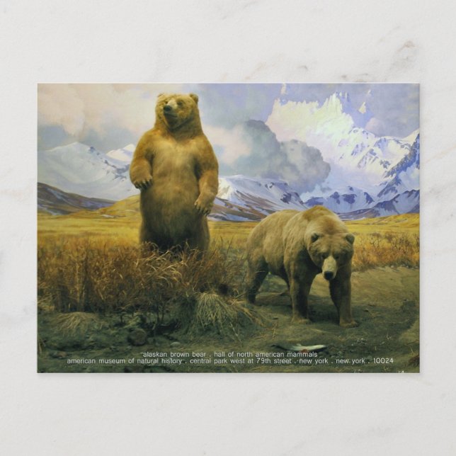 alaskan brown bear postcard (Front)