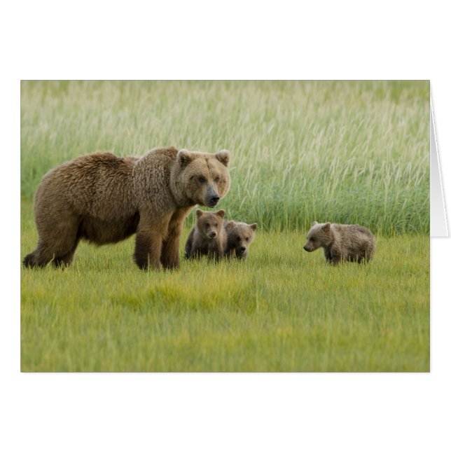 Alaskan Brown Bear Sow and three Cubs, Ursus (Front Horizontal)