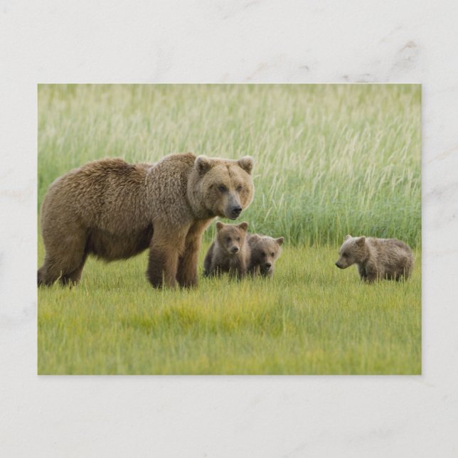 Alaskan Brown Bear Sow and three Cubs, Ursus Postcard (Front)
