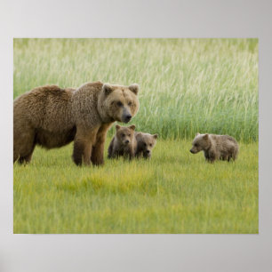 Alaskan Brown Bear Sow and three Cubs, Ursus Poster