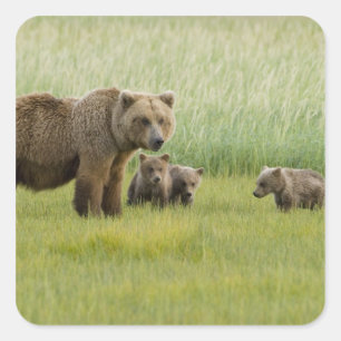 Alaskan Brown Bear Sow and three Cubs, Ursus Square Sticker