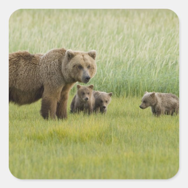 Alaskan Brown Bear Sow and three Cubs, Ursus Square Sticker (Front)