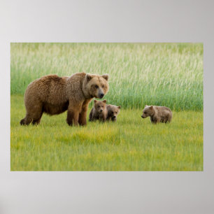 Alaskan Brown Bear with Cubs in a Meadow Poster