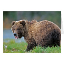 Alaskan Brown Bear with mouth open
