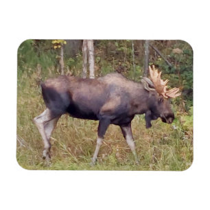 Alaskan Bull Moose 3" x 4" Flexible Photo Magnet