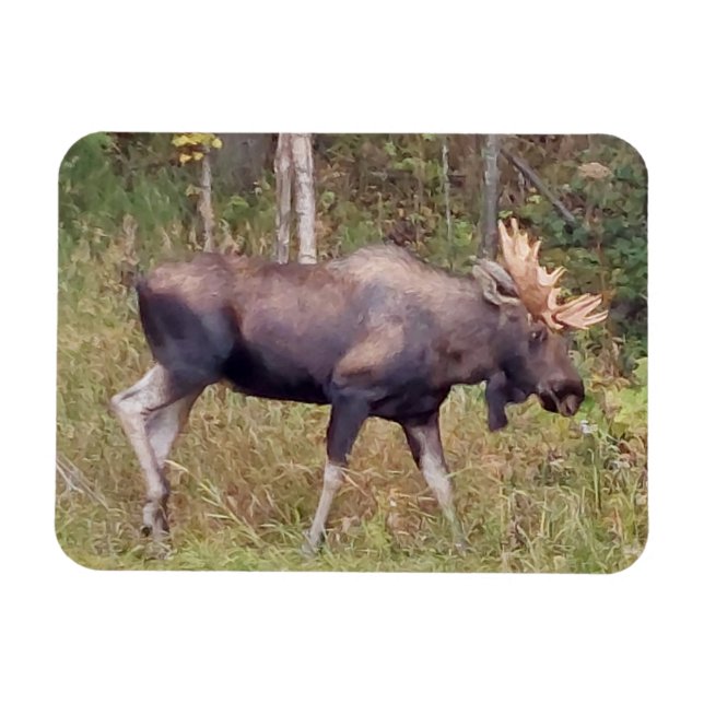 Alaskan Bull Moose 3" x 4" Flexible Photo Magnet (Horizontal)