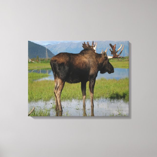 Alaskan Bull Moose in Scenic Marsh Photo Design Canvas Print (Front)