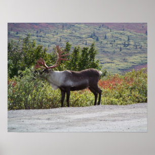 Alaskan Caribou Poster Print