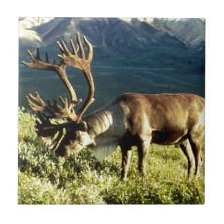 Alaskan Caribou Tile