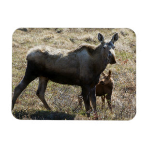 Alaskan Cow Moose with Calf Magnet