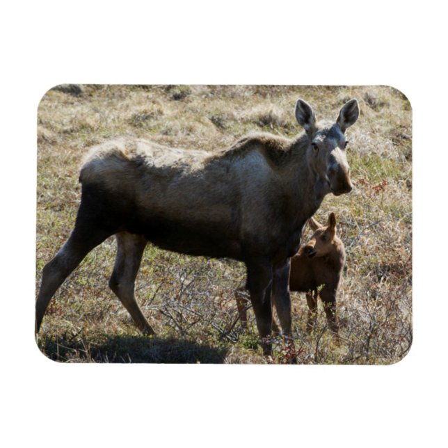 Alaskan Cow Moose with Calf Magnet (Horizontal)