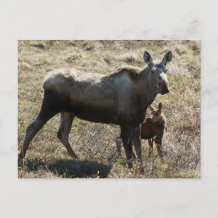 Alaskan Cow Moose with Calf Postcard