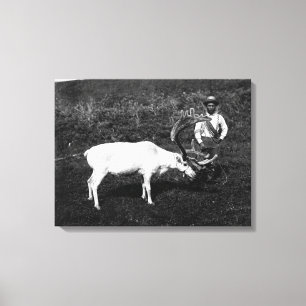 Alaskan Eskimo and Captured Reindeer Canvas Print