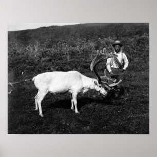 Alaskan Eskimo and Captured Reindeer Poster