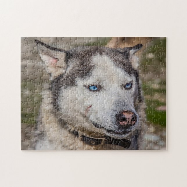 Alaskan Huskey Dog. Jigsaw Puzzle (Horizontal)