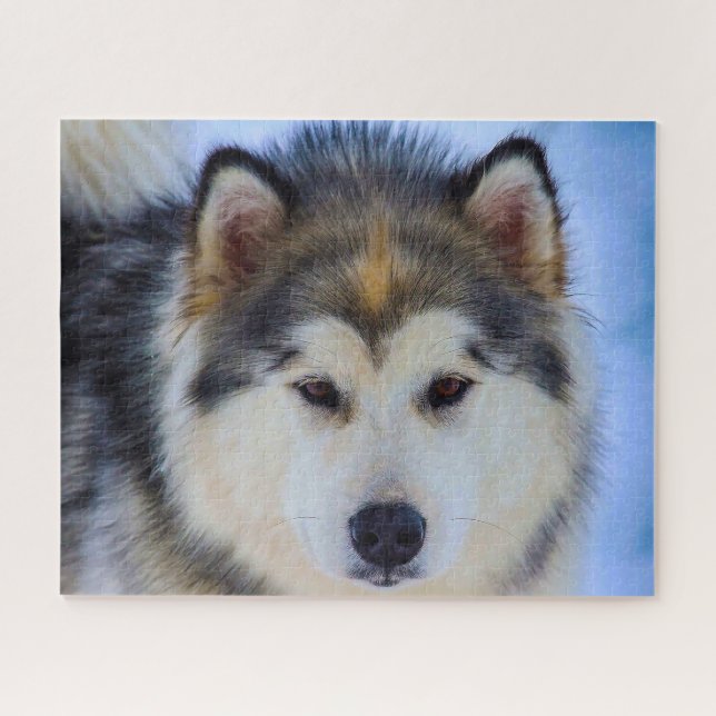 Alaskan Huskey Dog. Jigsaw Puzzle (Horizontal)