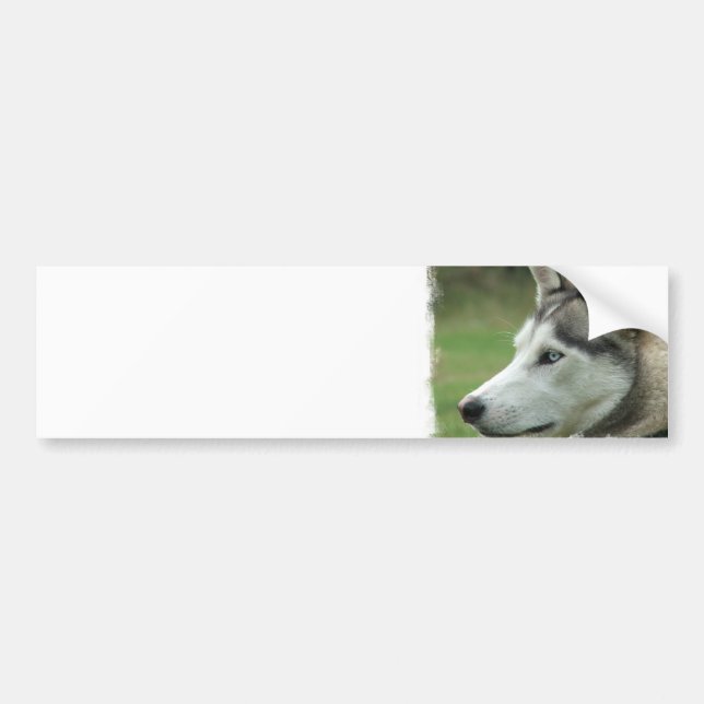 Alaskan Husky Bumper Sticker (Front)