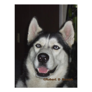Alaskan Husky closeup Photo/Poster Photo Print