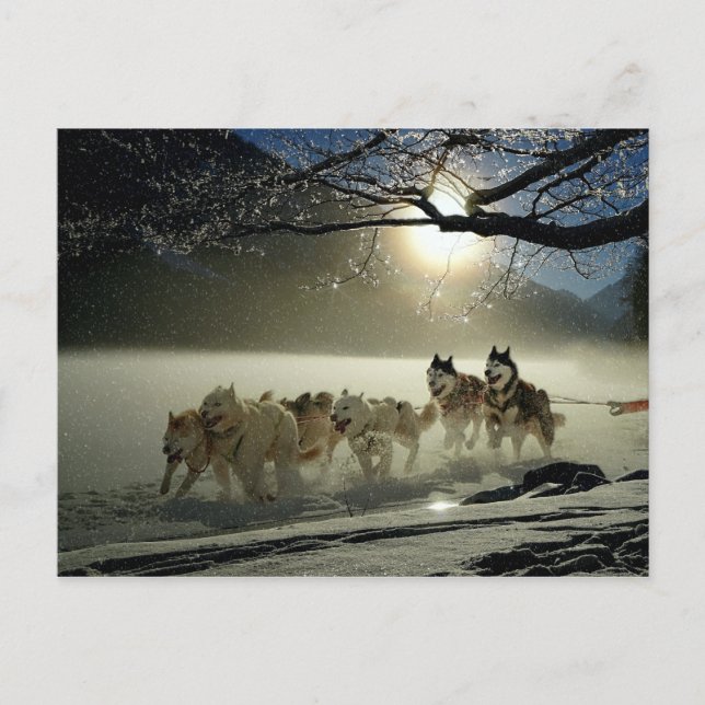 Alaskan Husky Dog Sled Race Postcard (Front)