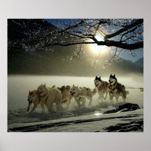 Alaskan Husky Dog Sled Race Poster