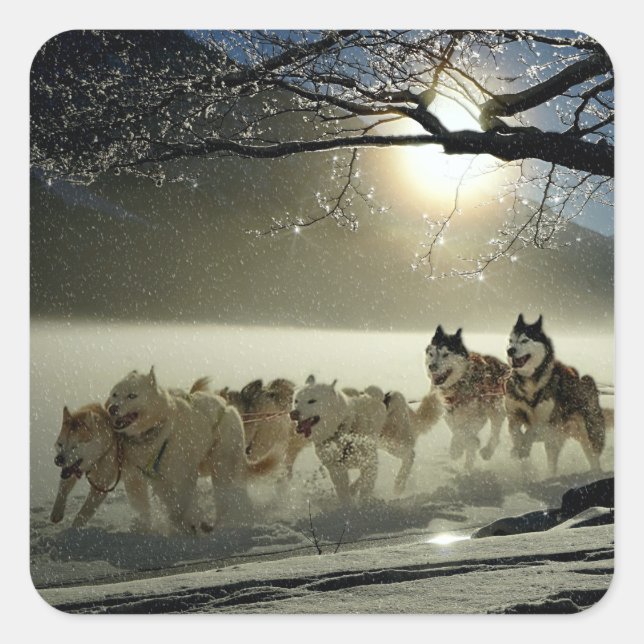 Alaskan Husky Dog Sled Race Square Sticker (Front)