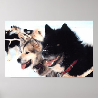 Alaskan Husky Love Poster