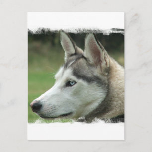 Alaskan Husky Postcard