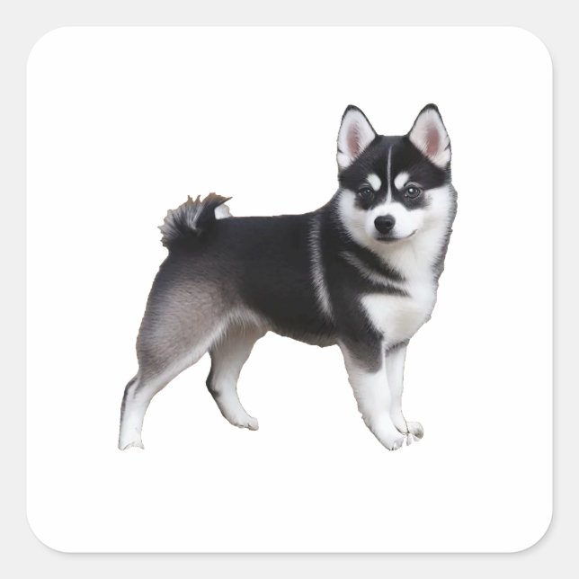Alaskan Klee Kai Square Sticker (Front)