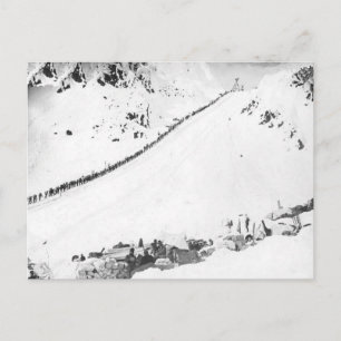 Alaskan Klondikers Postcard