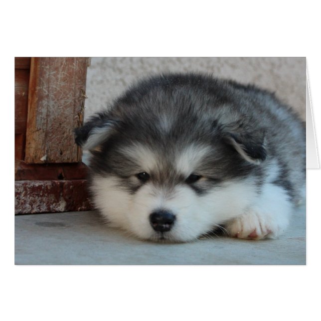 Alaskan Malamute (Front Horizontal)