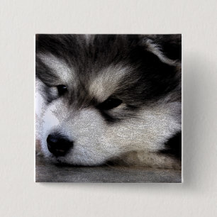 Alaskan Malamute 15 Cm Square Badge