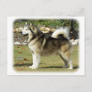 Alaskan Malamute 9R034D-463 Postcard