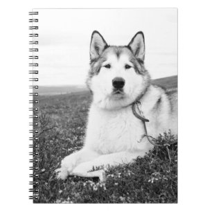 alaskan-malamute bw.png notebook