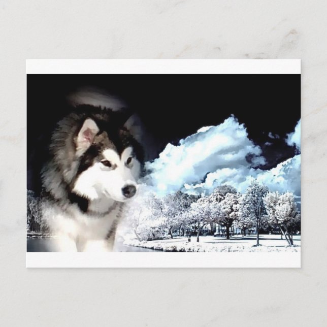 Alaskan Malamute Christmas greeting Holiday Postcard (Front)
