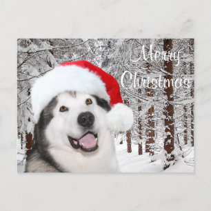 Alaskan Malamute Christmas Holiday Postcard