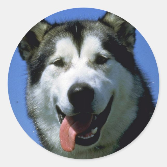 Alaskan Malamute Classic Round Sticker (Front)