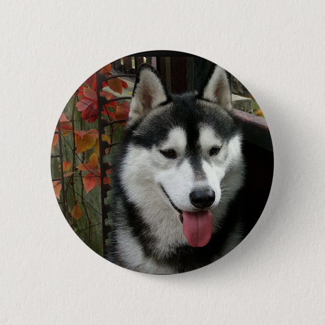 Alaskan Malamute Dog 3 6 Cm Round Badge (Front)