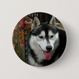Alaskan Malamute Dog 3 6 Cm Round Badge