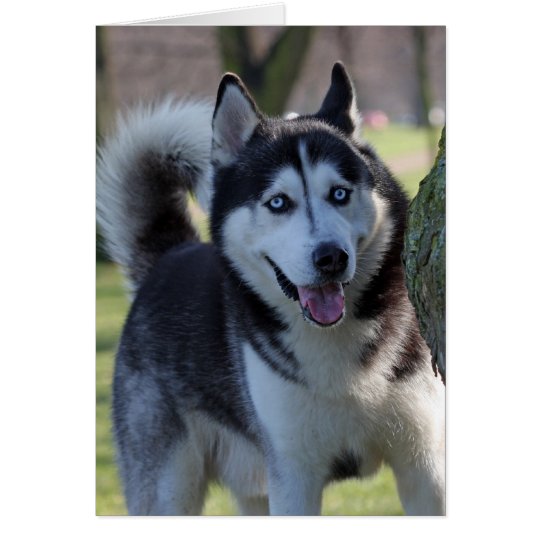 Alaskan Malamute dog blank greeting card
