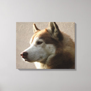 Alaskan Malamute Dog Photograph Canvas Print