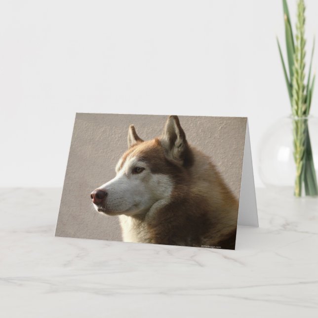 Alaskan Malamute Dog Photograph Card (Front)