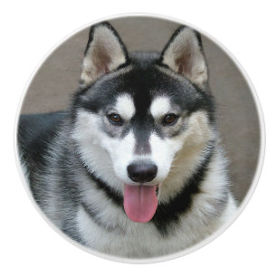 Alaskan Malamute Dog Photograph Ceramic Knob